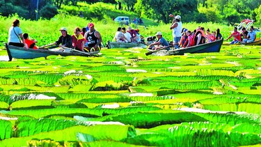 Lirios gigantes atraen a turistas