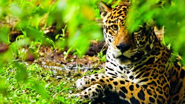 Jaguares son protegidos en comunidad del lago Alajuela