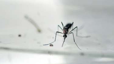 Una cura para el zika y el dengue