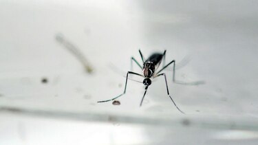 Una cura para el zika y el dengue