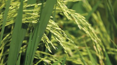 Garantizan abastecimiento de arroz hasta abril de 2020