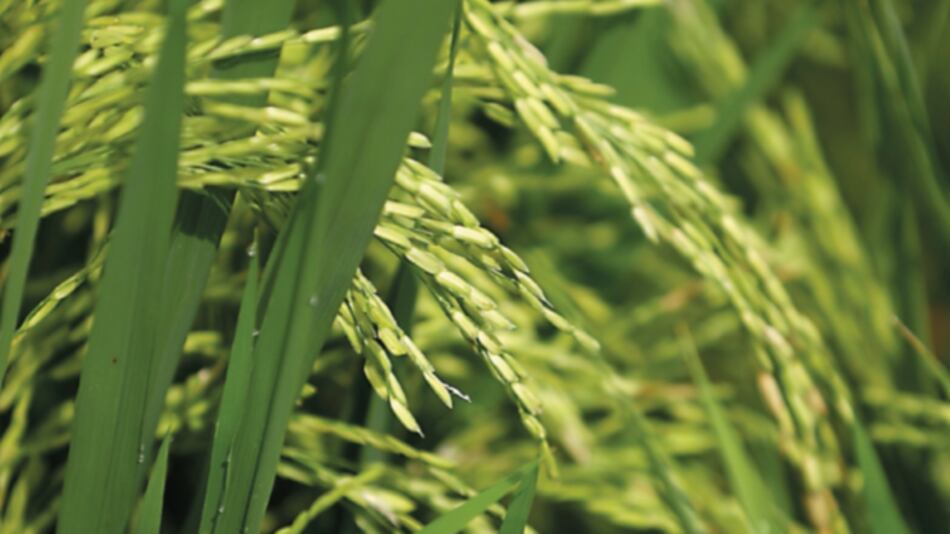 Garantizan abastecimiento de arroz hasta abril de 2020