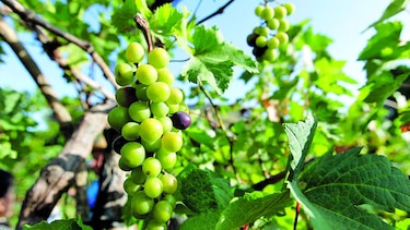 El Niño afecta producción de vino