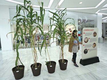 La ruta dorada del maíz en Panamá y el mundo