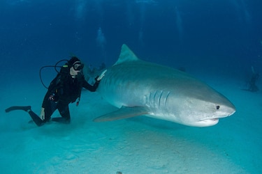 ‘Los contenedores de basura del océano’: la dieta salvaje de los tiburones más temibles
