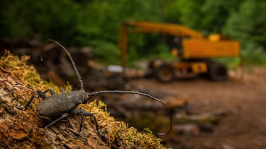 La historia de la foto ‘perfecta’ que tomó una década capturar y otras imágenes ganadoras del premio Fotógrafo de la Vida Silvestre 2025