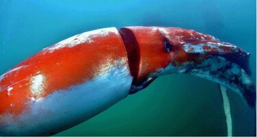 Calamar gigante causa sensación en un puerto de Japón