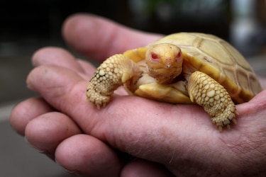 Nace tortuga albina de Galápagos en un zoológico en Suiza