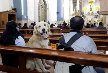 Mascotas mexicanas reciben la bendición de San Antonio Abad para tener muchos años de vida