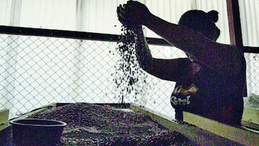 IMA destina $1.9 millones para compra de frijol chiricano y otros productos