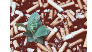 OMS: Tabaco mata a la gente y también al ambiente