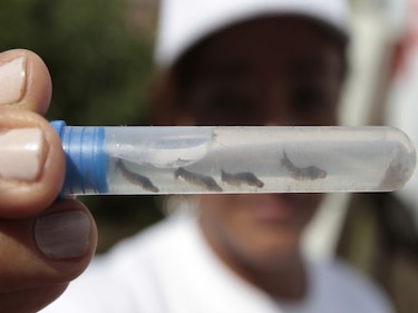 Minsa confirma primera muerte del año a causa del dengue