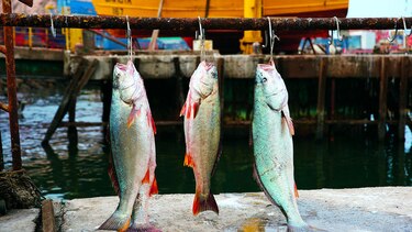 Las especies marinas nativas y el omega 3