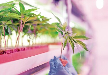El cannabis medicinal es casi legal