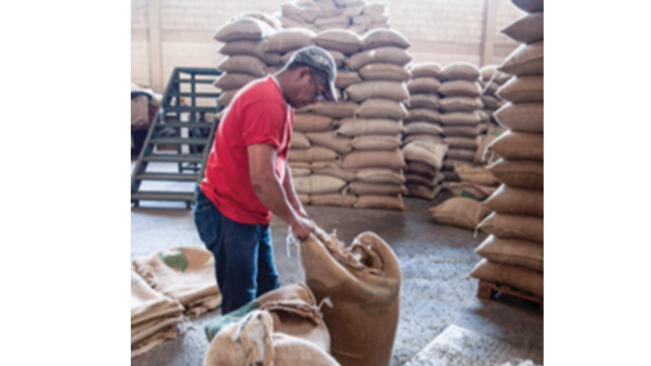 Sequía afecta producción de café arábica en Brasil