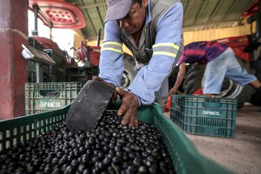 Brasil quiere ganar poder blando con la exportación de productos amazónicos