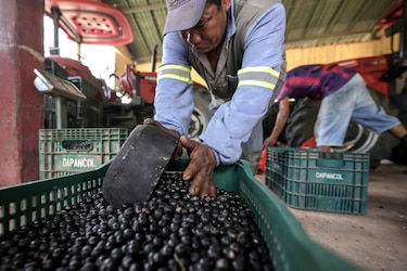 Brasil quiere ganar poder blando con la exportación de productos amazónicos