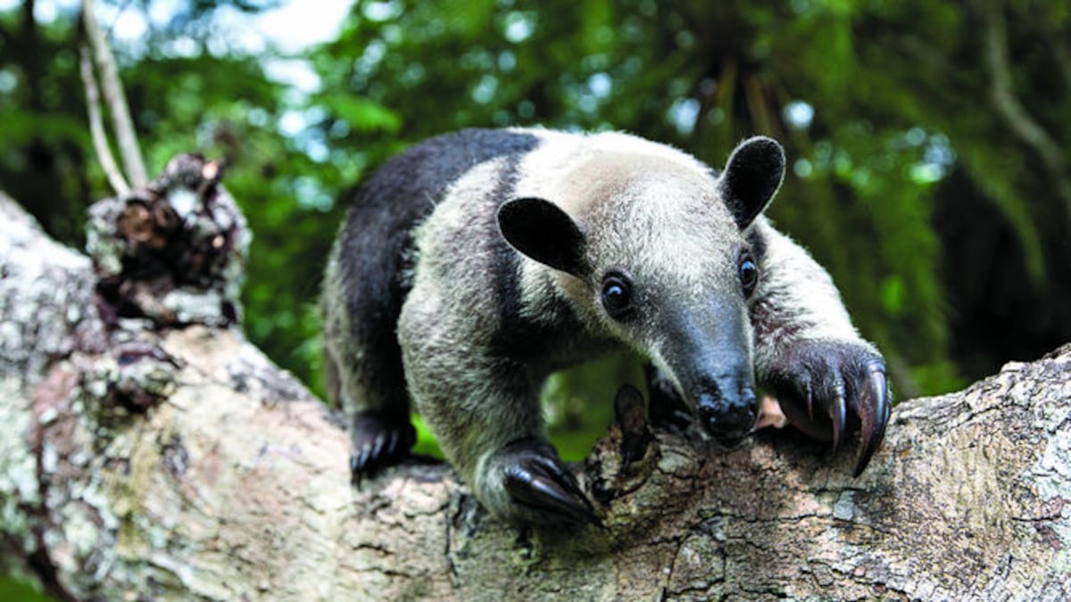 Panamá cuenta con una amplia biodiversidad. LA PRENSA\Alexander Arosemena