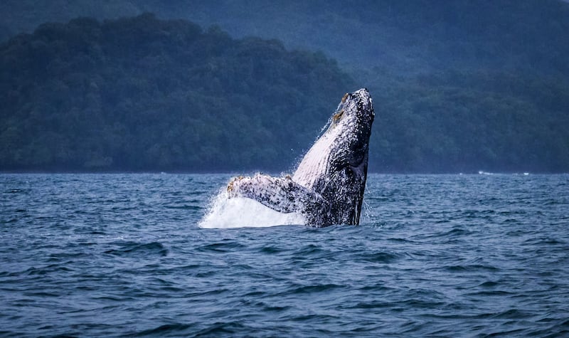 Temporada de ballenas en Panamá: reglas clave para su avistamiento