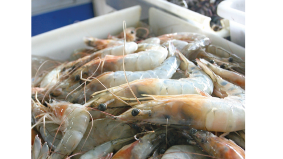 Productos pesqueros activan exportaciones