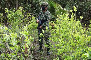 Policía colombiana cambia su estrategia de erradicación de los cultivos ilícitos