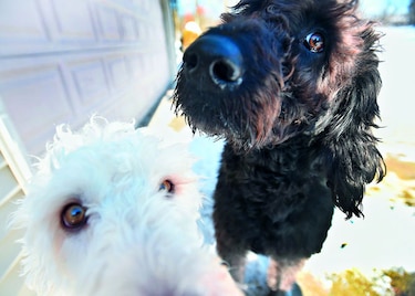 Perros salvan a una mujer en Estados Unidos