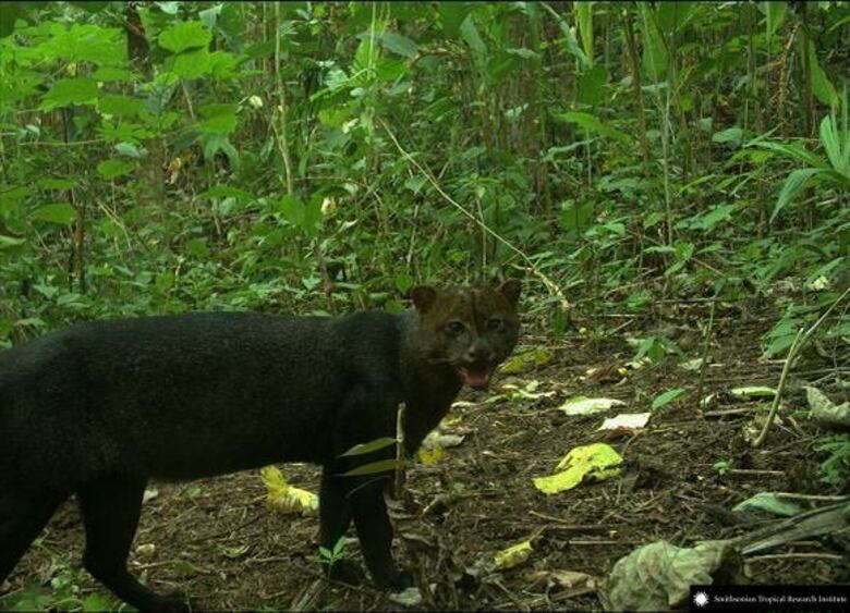 Imágenes de la vida silvestre, a favor de la ciencia