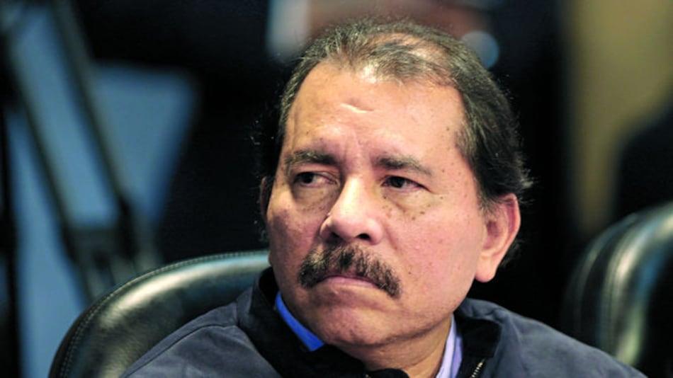 Las vacas pastan en la ruta del gran canal