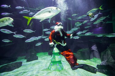Papá Noel se da un chapuzón entre tiburones en Río de Janeiro