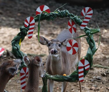 La Navidad llega al zoológico de Cali con un banquete para los animales
