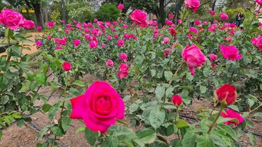 Entre rosas y bonsáis