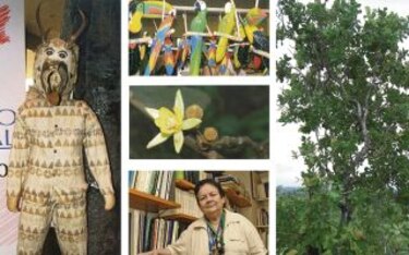 Secretos de nuestros árboles