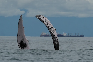 UNEP: ‘Todo lo inferior a un 30% de zonas protegidas en 2030 nos hará retroceder’
