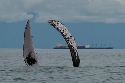 UNEP: ‘Todo lo inferior a un 30% de zonas protegidas en 2030 nos hará retroceder’ 