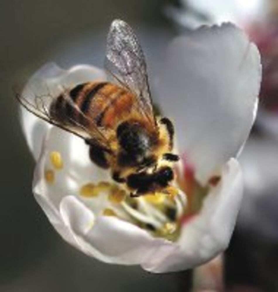 Apiterapia para combatir la artritis