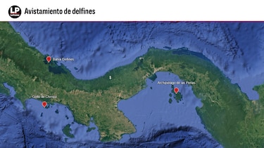 Ballenas y delfines, los gigantes del océano que aún luchan por sobrevivir
