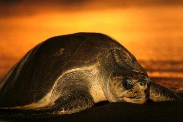 WSPA advierte sobre riesgo de tortugas marinas en el Caribe de Centroamérica