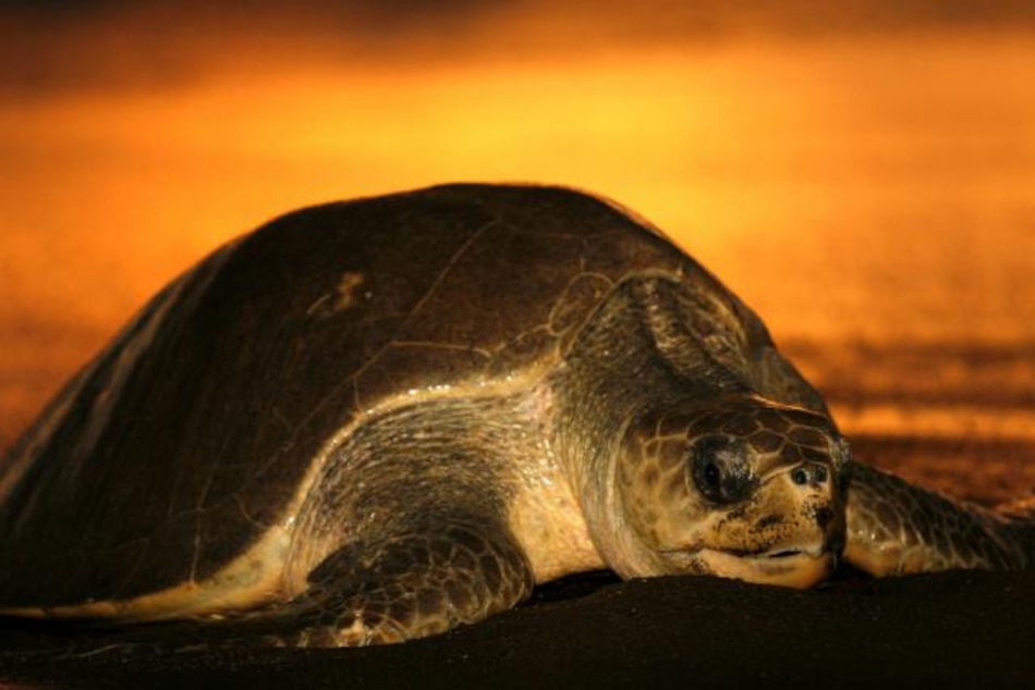 WSPA advierte sobre riesgo de tortugas marinas en el Caribe de Centroamérica