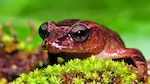 Cuatro ranas ‘made in Panama’