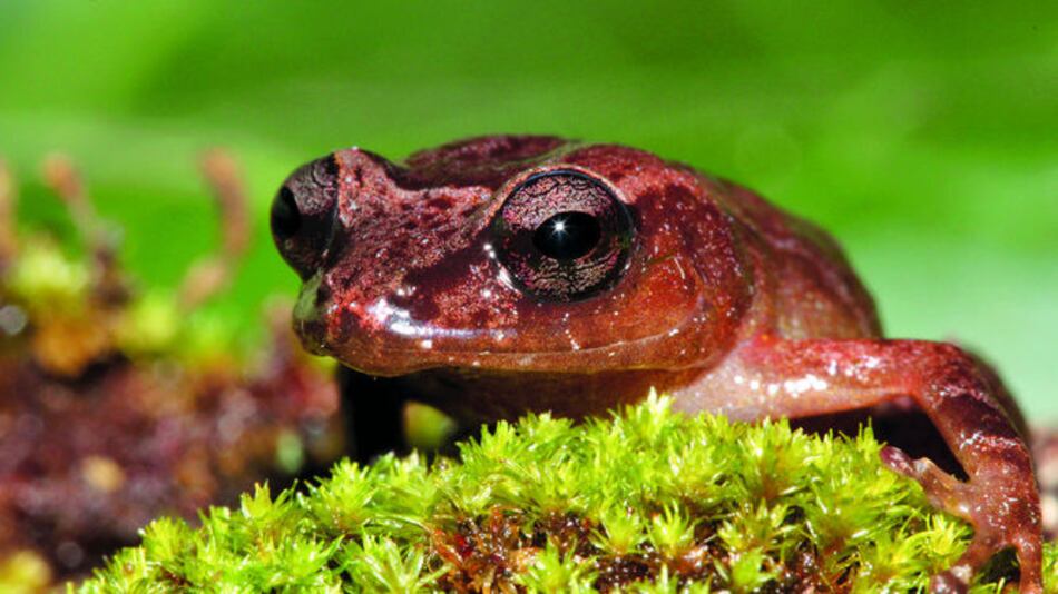 Cuatro ranas ‘made in Panama’