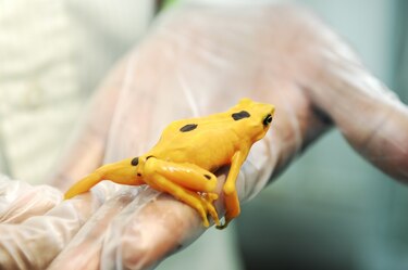 Alianza a favor de la supervivencia de las ranas arlequín