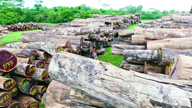 Los dueños de la madera en la provincia de Darién