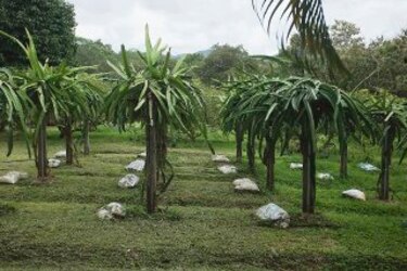 Genética al rescate de las frutas
