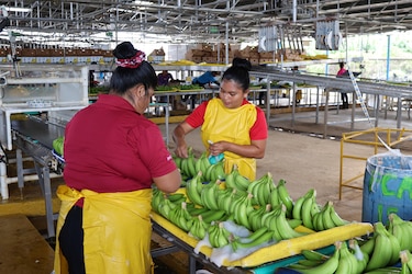 Chiquita inicia pruebas con 17 empacadoras de banano en Changuinola, Bocas de Toro
