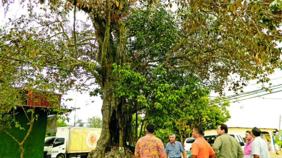 Pesar en Atalaya por tala obligada de legendario caimito