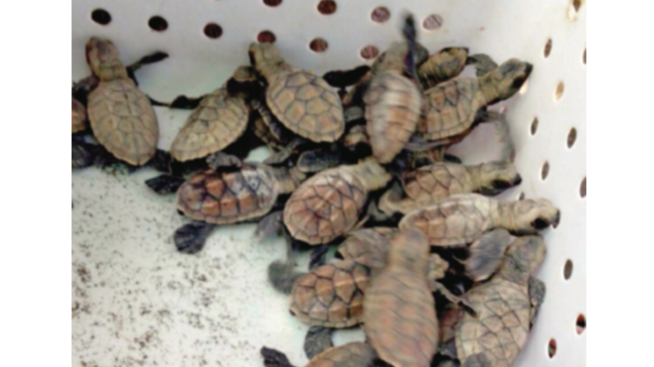 Oenegés denuncian extracción ilegal en reserva de tortugas