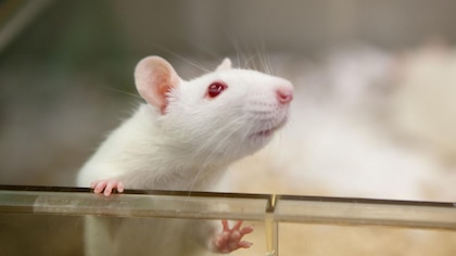 ¿Puede la estimulación tecnológica mejorar el funcionamiento de nuestro cerebro?