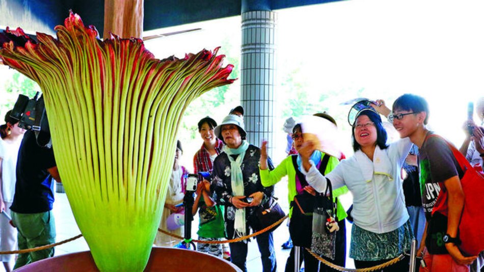 Florece un aro gigante, la flor más grande