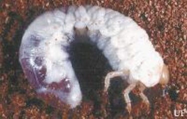 Descubren hongo que mata la larva de la 'gallina ciega'