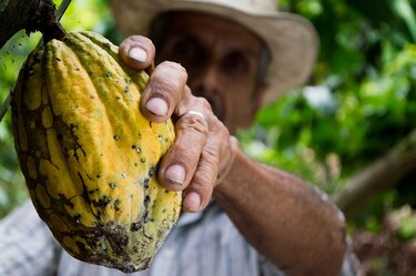 El sector cacaotero implementará estrategias y alianzas para fortalecerse en Centroamérica